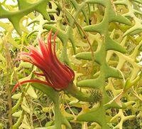 Cryptocereus_anthonyanus